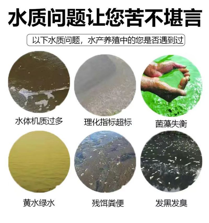 芽孢杆菌