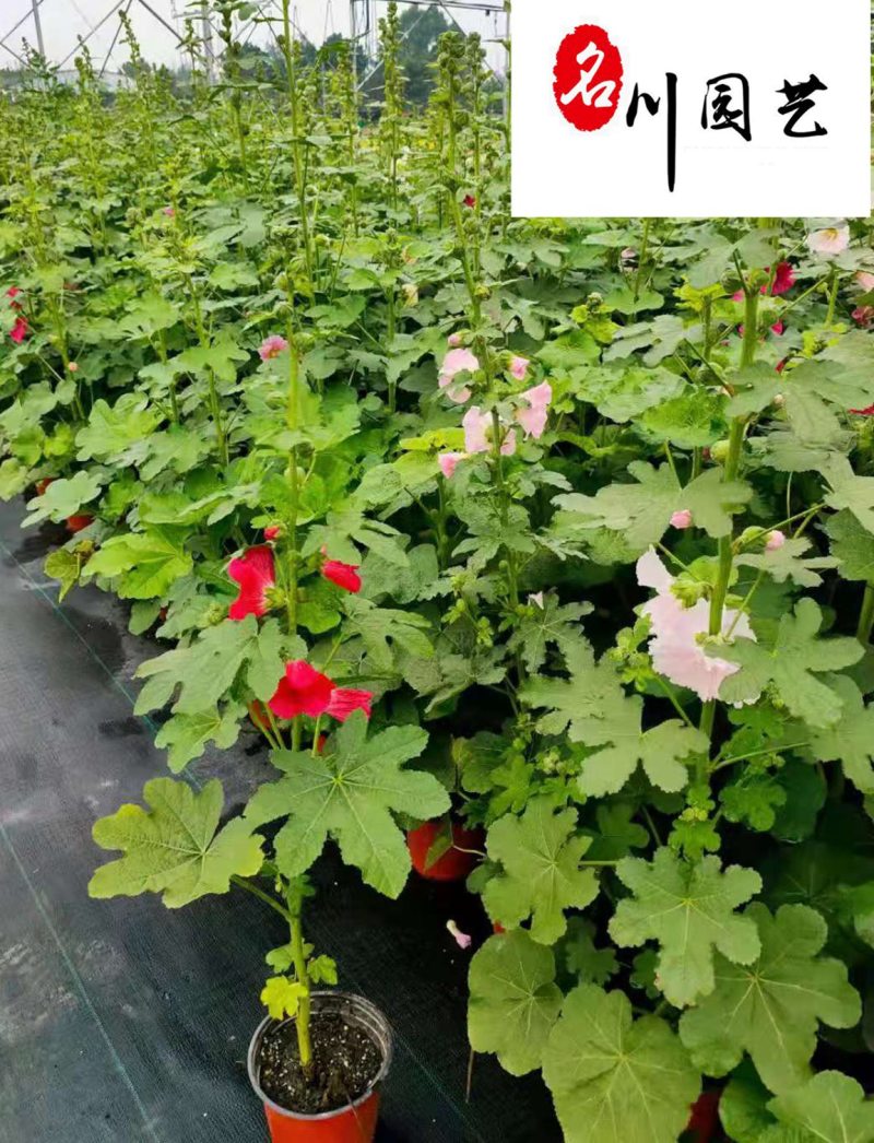 批发蜀葵绿化工程苗蜀葵较新参考价四川蜀葵厂家直供