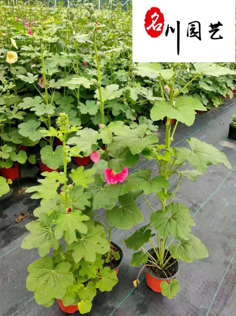 批发蜀葵绿化工程苗蜀葵较新参考价四川蜀葵厂家直供