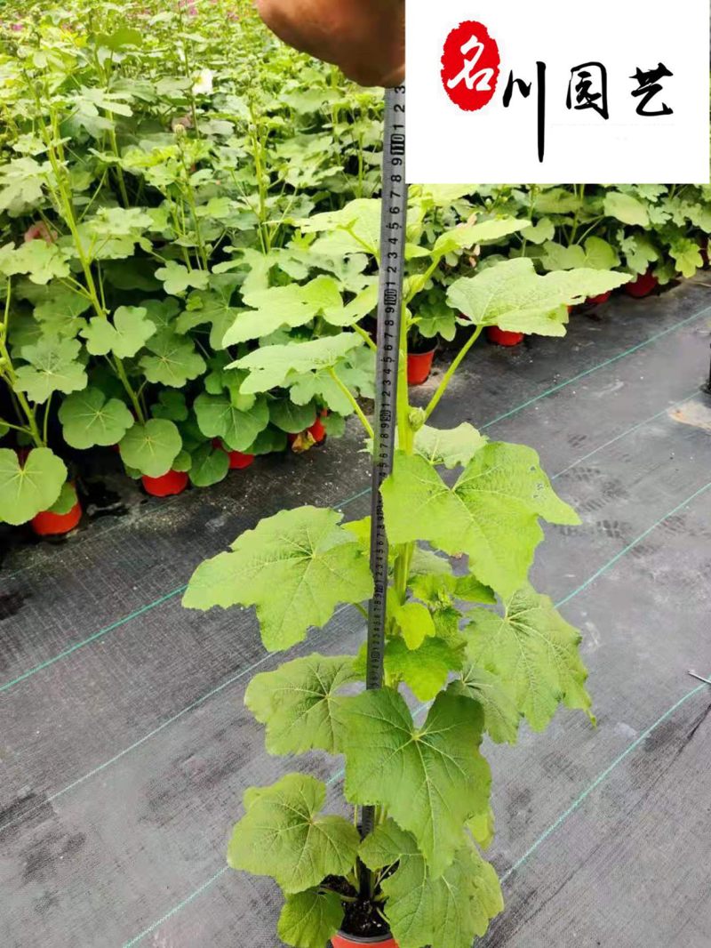 批发蜀葵绿化工程苗蜀葵较新参考价四川蜀葵厂家直供