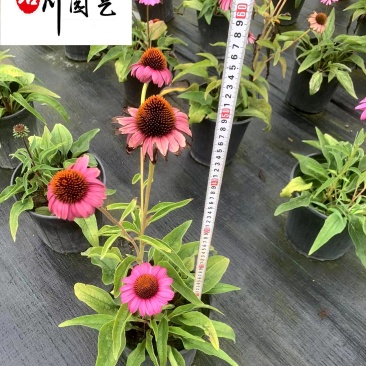 四川松果菊种植基地多年生地被草花花色艳丽花境花坛