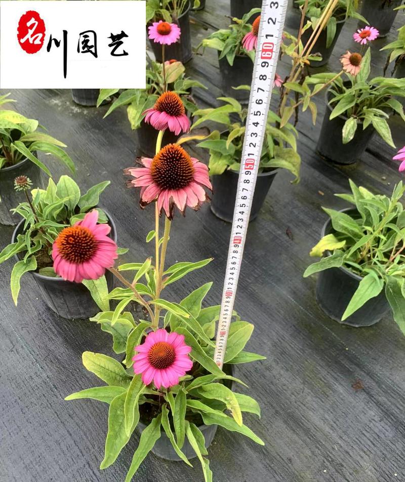 四川松果菊种植基地多年生地被草花花色艳丽花境花坛