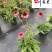 四川松果菊种植基地多年生地被草花花色艳丽花境花坛