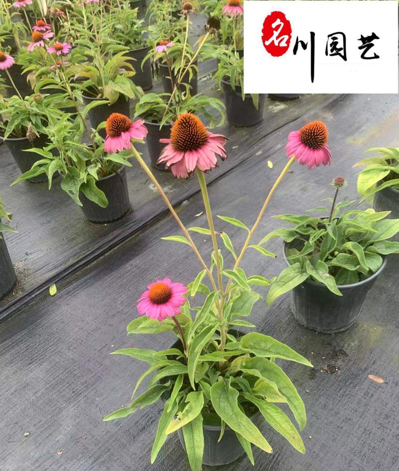 四川松果菊种植基地多年生地被草花花色艳丽花境花坛