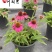 四川松果菊种植基地多年生地被草花花色艳丽花境花坛