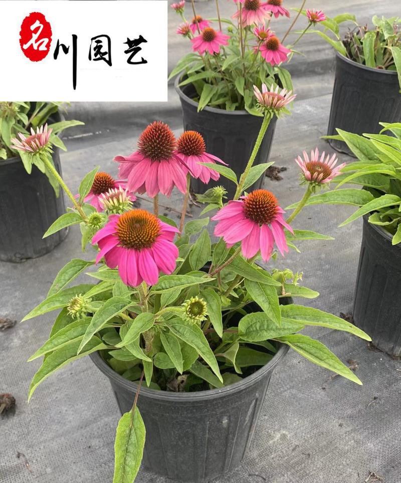 四川松果菊种植基地多年生地被草花花色艳丽花境花坛
