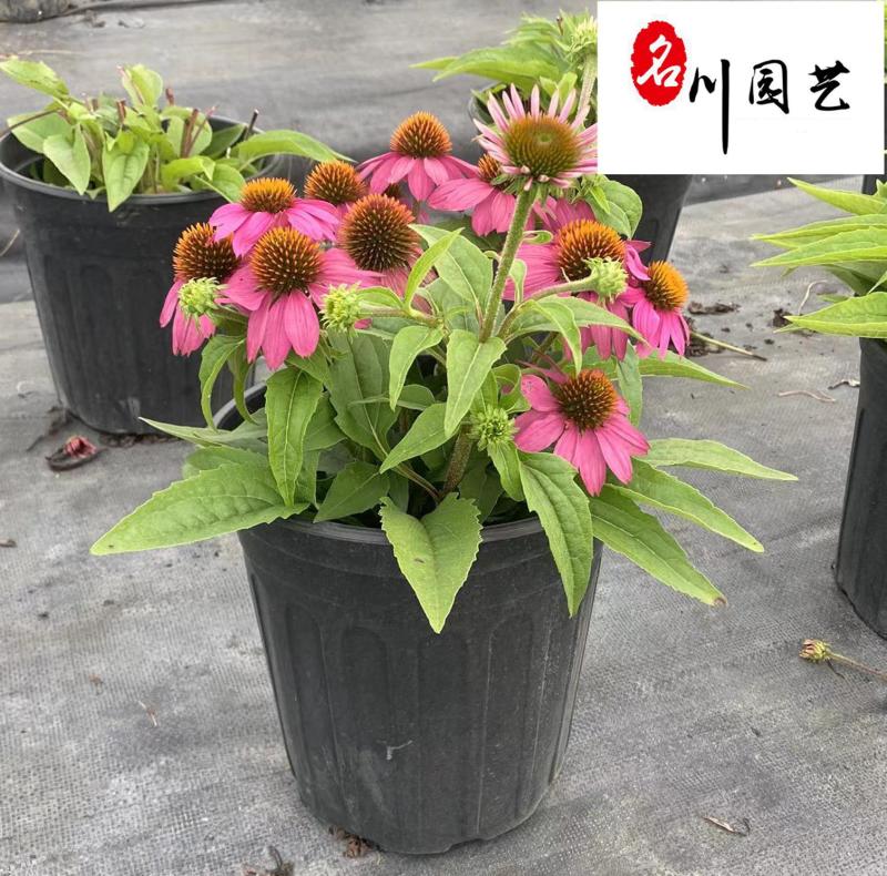 四川松果菊种植基地多年生地被草花花色艳丽花境花坛