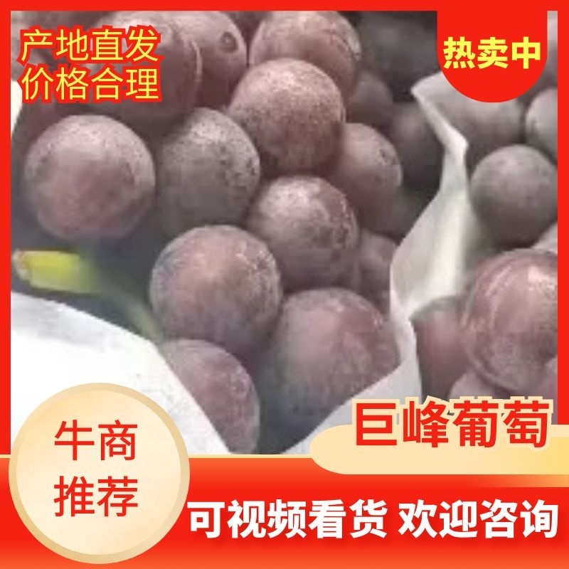 龙口巨峰葡萄大量出库，颗粒饱满口感甜，货源充足，产地直供