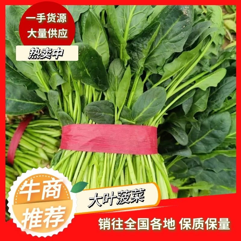 【推荐】大叶菠菜-大菠菜23-26公分-高杆菠菜山东高青