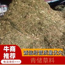 优质精选四川青储存草料自然发酵大量有货欢迎订购