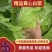 【24小时在线】大白菜产地直发对接批商实力供货