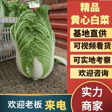 【视频看货】黄心白菜产地直供欢迎全国老板采购
