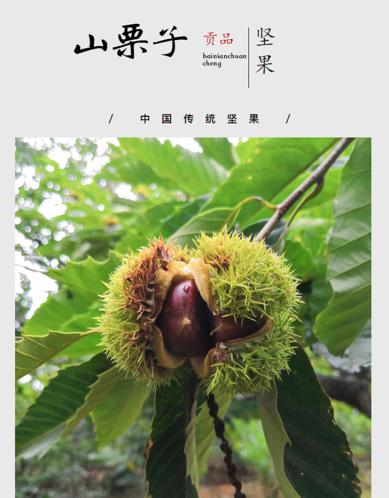 包邮精品油栗一件代发老树毛栗子生栗野生板栗甜栗子供应链