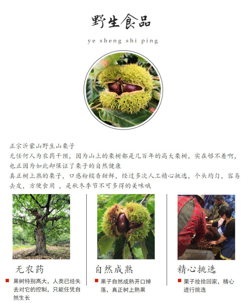 包邮精品油栗一件代发老树毛栗子生栗野生板栗甜栗子供应链