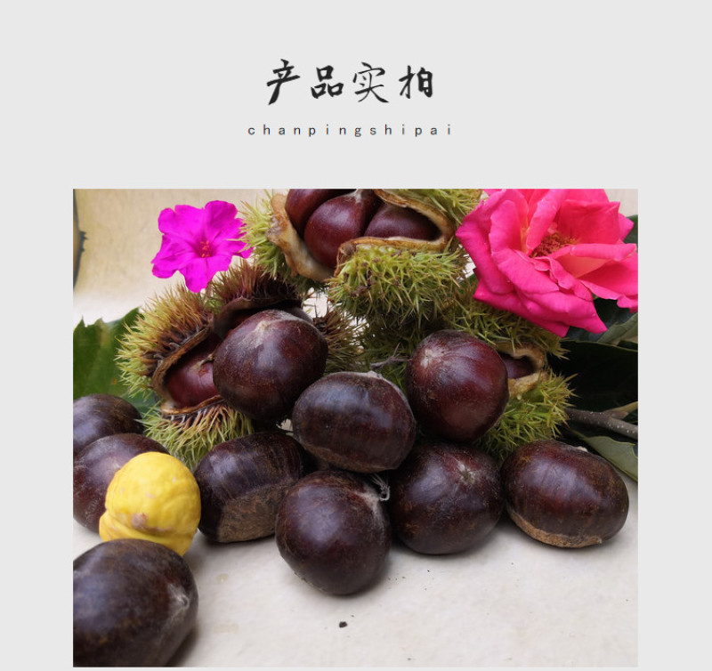 包邮精品油栗一件代发老树毛栗子生栗野生板栗甜栗子供应链