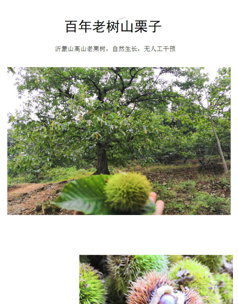 包邮精品油栗一件代发老树毛栗子生栗野生板栗甜栗子供应链