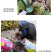 包邮精品油栗一件代发老树毛栗子生栗野生板栗甜栗子供应链