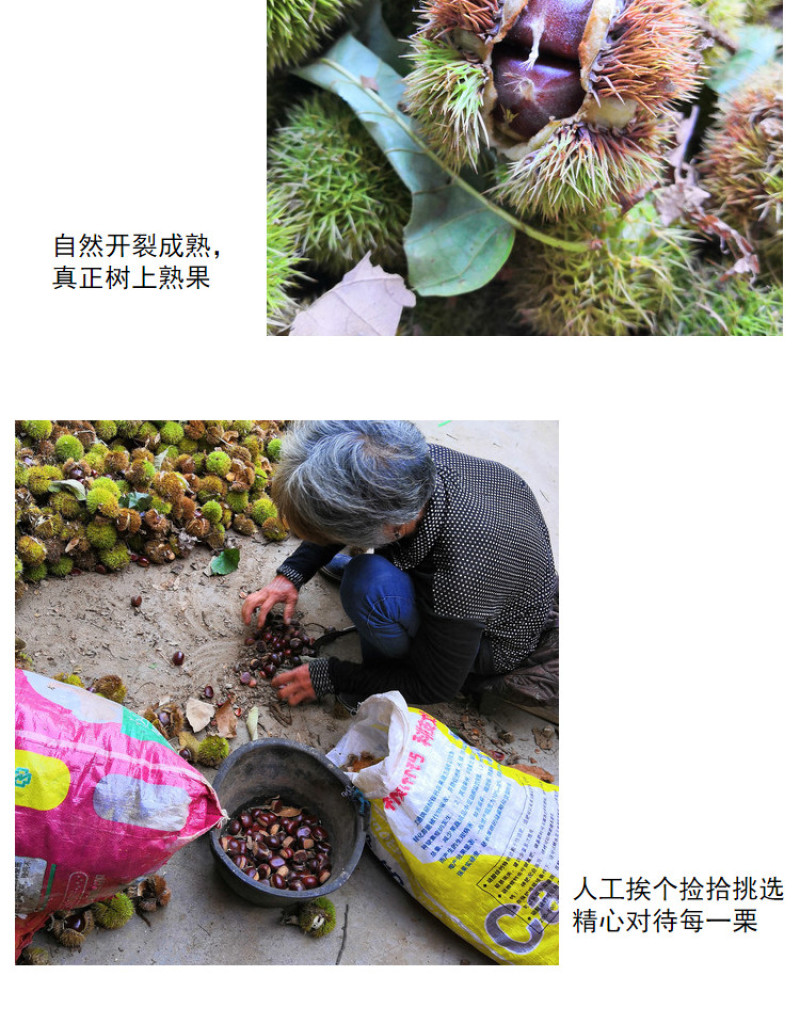 包邮精品油栗一件代发老树毛栗子生栗野生板栗甜栗子供应链