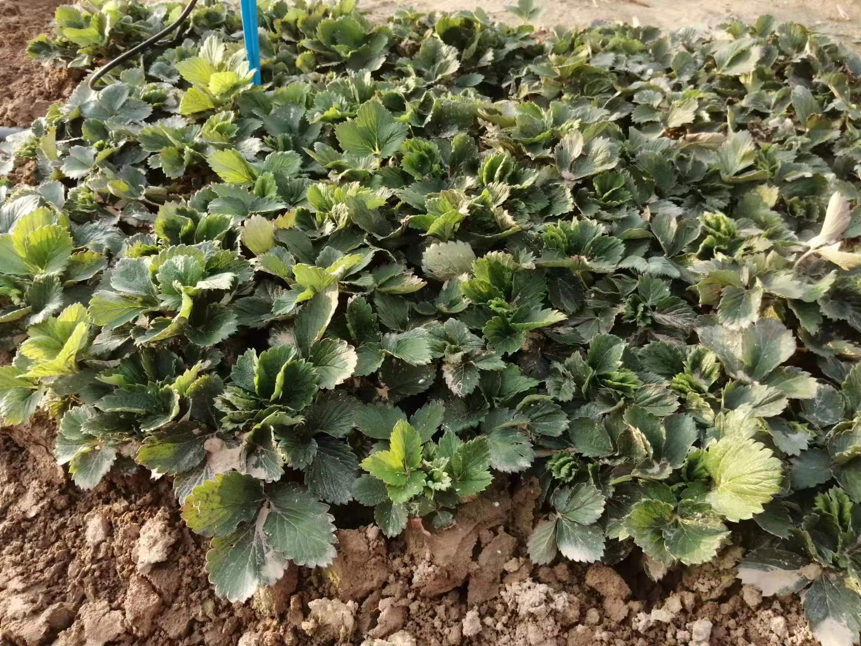 健康甜宝草莓苗特写,展示5-6片完整绿叶、白色粗壮根系、无病斑叶片,苗高约15厘米,茎粗明显,适合移栽 甜宝草莓苗特写