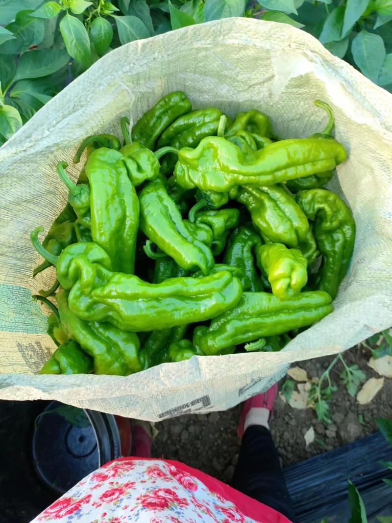 【实力推荐】沭阳精品辣椒芜湖椒产地一手货源专业代收
