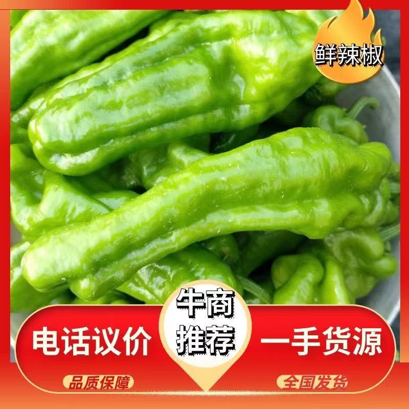 【实力推荐】沭阳精品辣椒芜湖椒产地一手货源专业代收