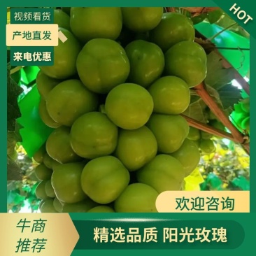 西昌优质阳光玫瑰,货源充足,味道鲜甜,欢迎老板采购