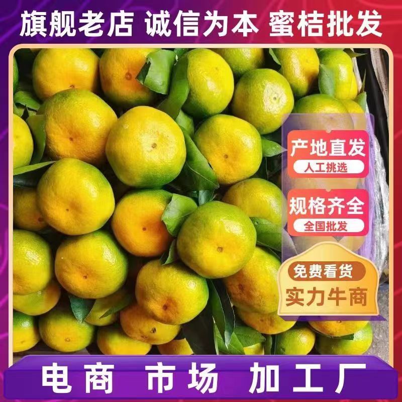 四川普早蜜橘精品优质柑橘采摘洗果打蜡电商市场商超果