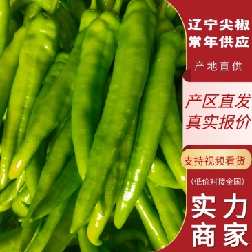【精品】辣椒尖椒辽宁海城尖椒直供头货价优欢迎咨询