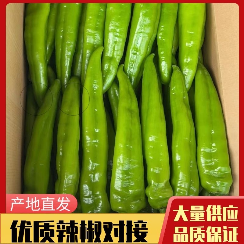 【价低】尖椒辽宁海城优质尖椒保质保量欢迎咨询，