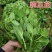 豌豆苗种子尖芽苗菜种子豌豆种子龙须豌豆苗种子荷兰豆嫩尖无