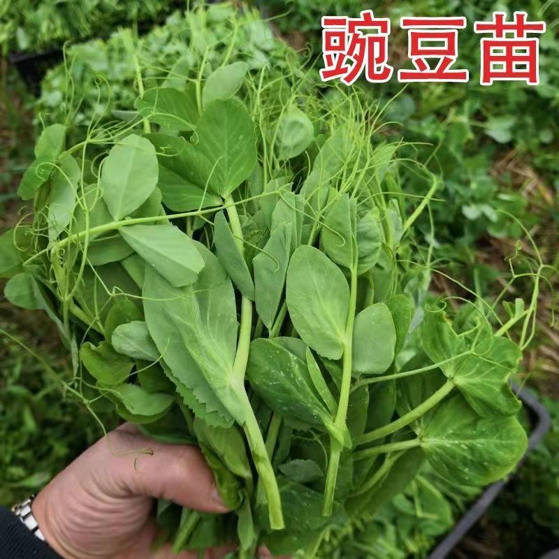 豌豆苗种子尖芽苗菜种子豌豆种子龙须豌豆苗种子荷兰豆嫩尖无