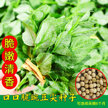 豌豆苗种子尖芽苗菜种子豌豆种子龙须豌豆苗种子荷兰豆嫩尖无
