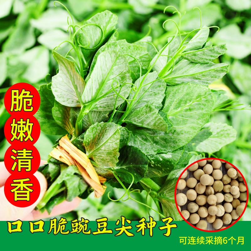 豌豆苗种子尖芽苗菜种子豌豆种子龙须豌豆苗种子荷兰豆嫩尖无