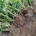 【热卖推荐】河北基地直供京臧香草莓苗品质保障实地考察电联