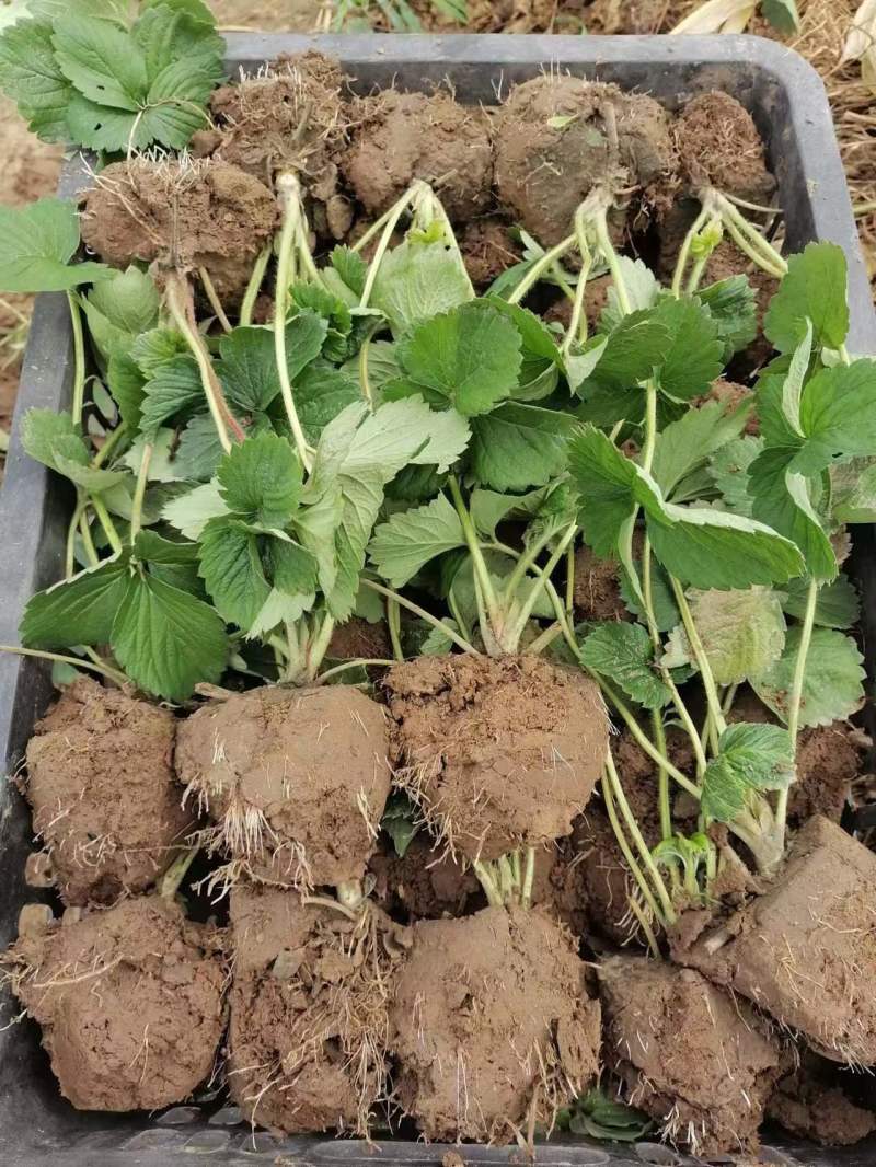 【热卖推荐】河北基地直供京臧香草莓苗品质保障实地考察电联