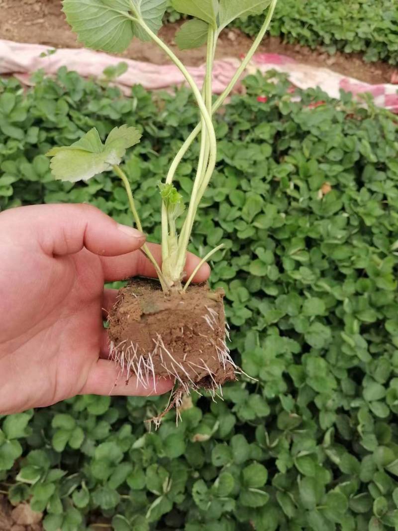 【热卖推荐】河北基地直供京臧香草莓苗品质保障实地考察电联