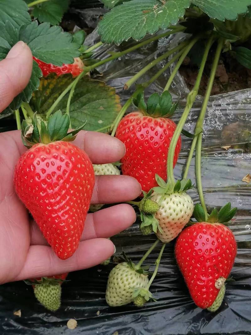 【热卖推荐】河北基地直供京臧香草莓苗品质保障实地考察电联