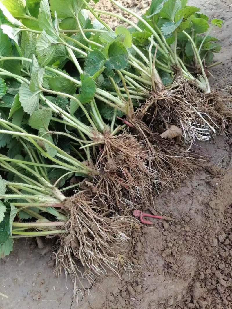 【热卖推荐】河北基地直供京臧香草莓苗品质保障实地考察电联