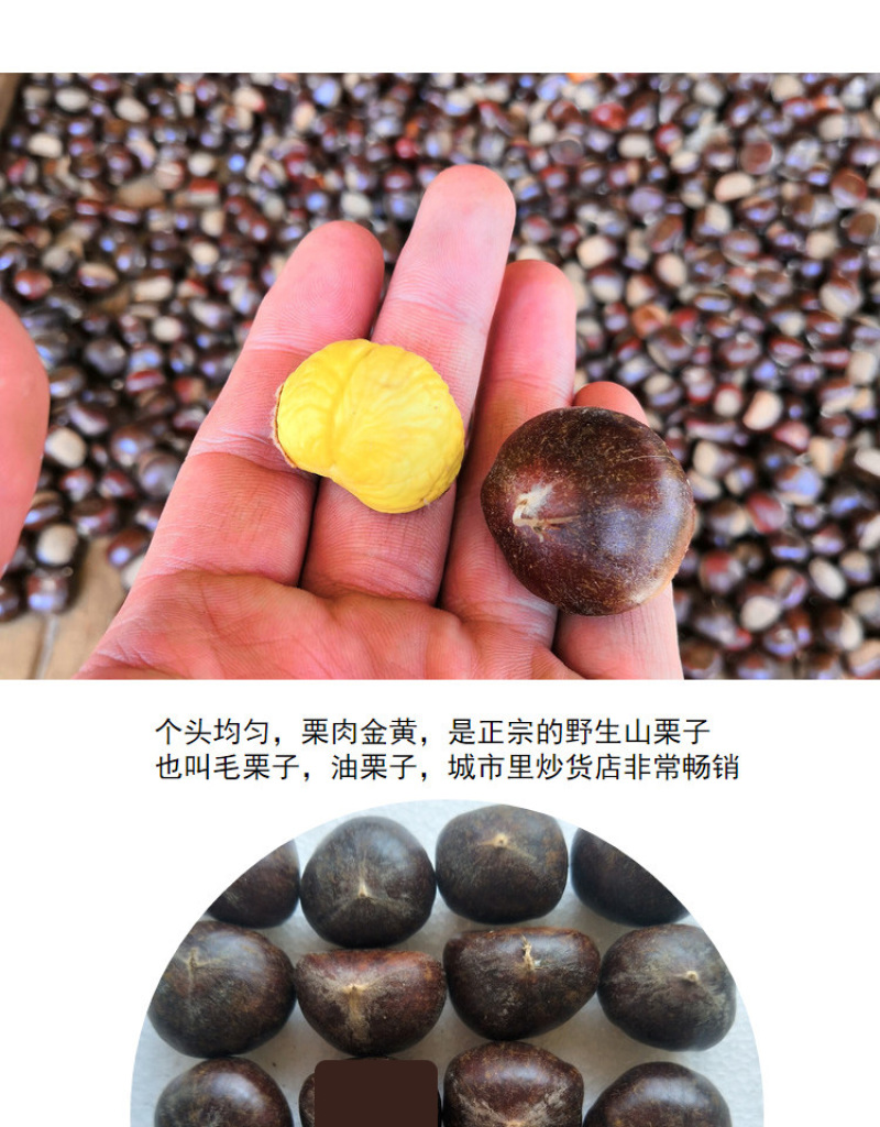 包邮精品油栗一件代发老树毛栗子生栗野生板栗甜栗子供应链