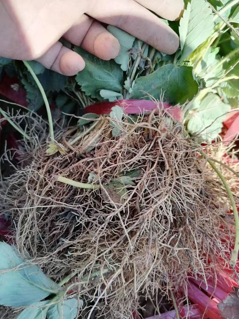 河北隋珠草莓苗品质保障现摘现发基地直供成活率高技术指导