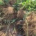 河北隋珠草莓苗品质保障现摘现发基地直供成活率高技术指导