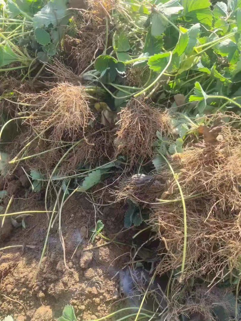 河北隋珠草莓苗品质保障现摘现发基地直供成活率高技术指导