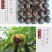 包邮精品油栗一件代发老树毛栗子生栗野生板栗甜栗子供应链