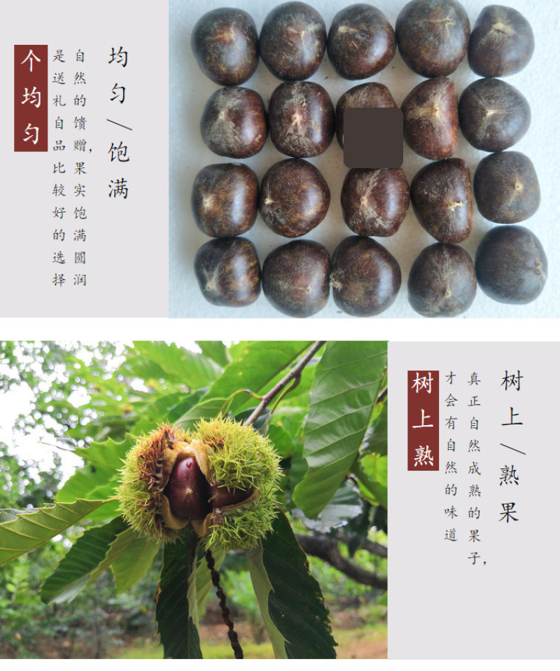 包邮精品油栗一件代发老树毛栗子生栗野生板栗甜栗子供应链