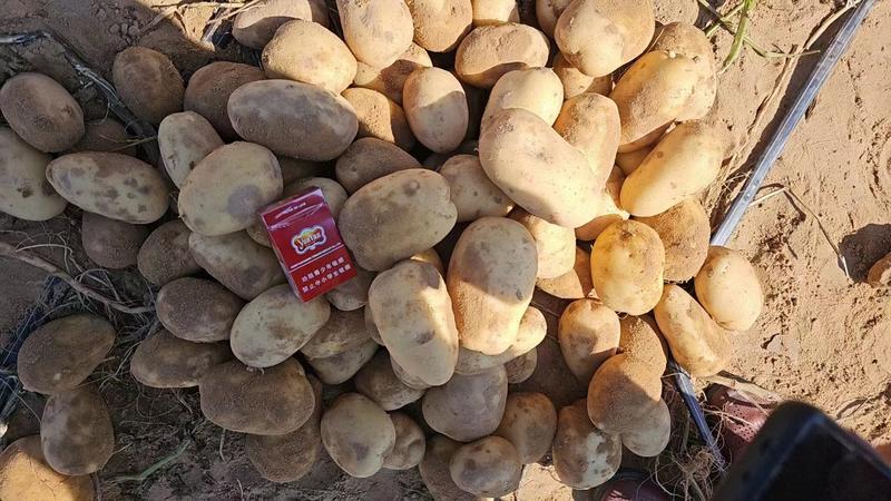 V7土豆对接全国货源充足一手对接市场正在热卖欢迎采购