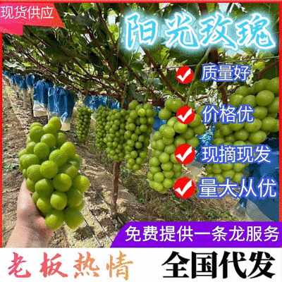 【湖南葡萄】阳光玫瑰葡萄现摘现发串型好价格低