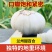 鲜百合，甘肃兰州种植基地甜百合，一件代发，欢迎进店咨询