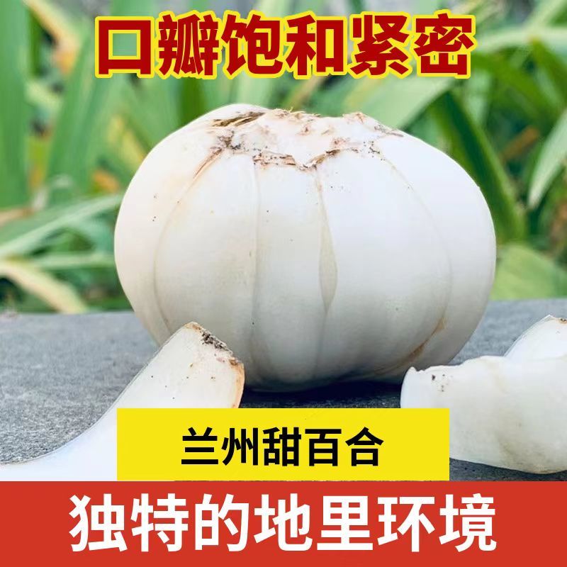 鲜百合，甘肃兰州种植基地甜百合，一件代发，欢迎进店咨询