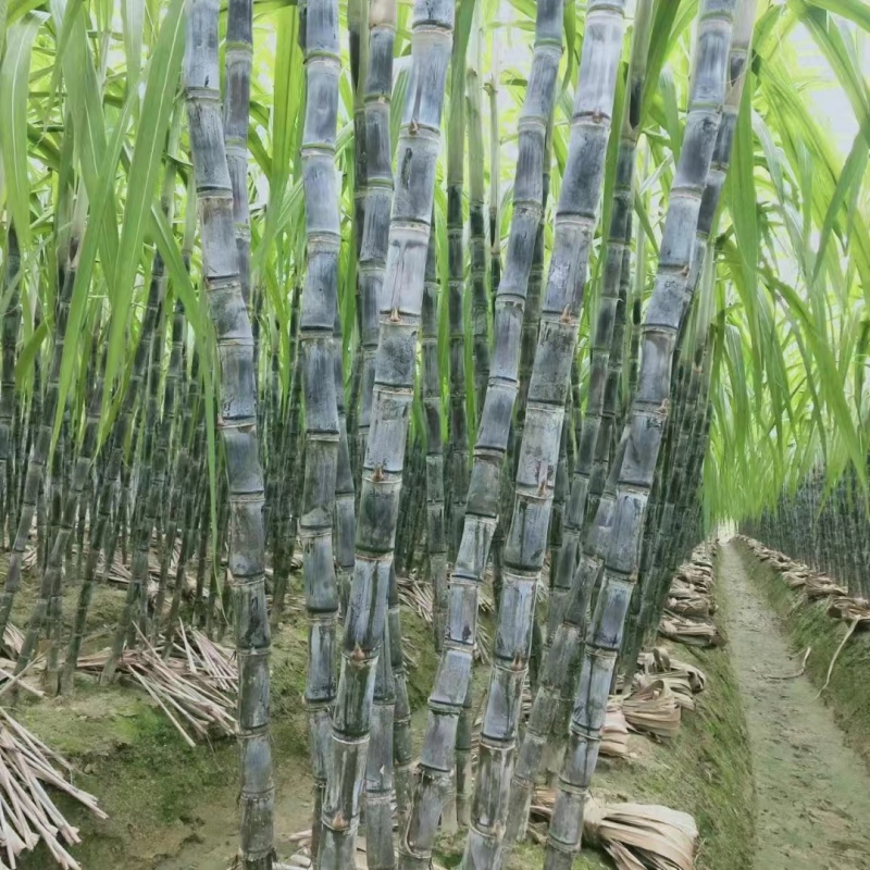 安徽【黑皮甘蔗】肉脆节疏味密水分足糖量高大量供货中