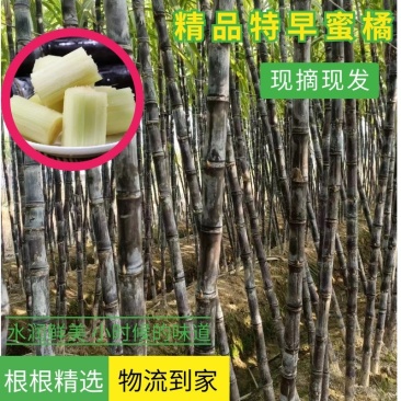 安徽【黑皮甘蔗】肉脆节疏味密水分足糖量高大量供货中